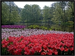 Holandia, Rzeka, Park, Tulipany